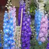 Delphinium Elatum